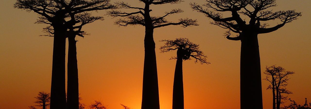 Article titled Avenue of the Baobabs