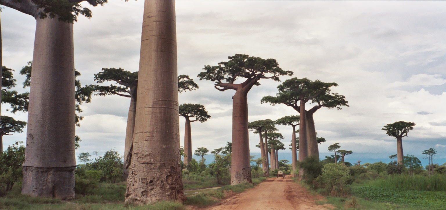 Avenue of the Baobabs