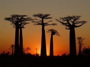 Avenue of the Baobabs
